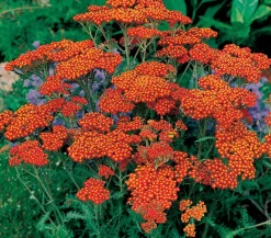 Dehner Bio Bio Schafgarbe 'Terracotta' Orange Outlet