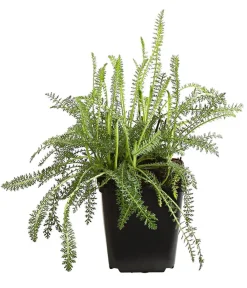 Dehner Bio Bio Schafgarbe 'Terracotta' Orange Outlet