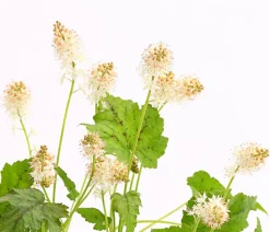Dehner Bio Bio Schaumblüte Weiß Clearance