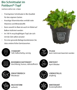 Dehner Bio Bio-Gemüsepflanzen|Kohl- & Salatpflanzen - Bio Schnittsalat im Pottburri®-Topf