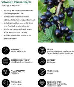 Dehner Bio Bio-Obststräucher|Stachel- & Johannisbeeren > Bio e Johannisbeere 'Ben Nevis'