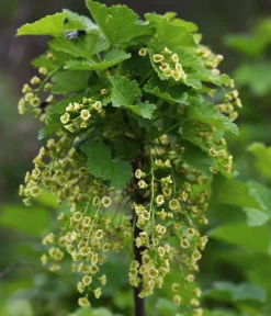 Dehner Bio Bio-Obststräucher|Stachel- & Johannisbeeren > Bio e Johannisbeere 'Ben Nevis'