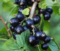 Dehner Bio Bio-Obststräucher|Stachel- & Johannisbeeren > Bio e Johannisbeere 'Ben Nevis'