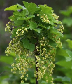 Dehner Bio Bio-Obststräucher|Stachel- & Johannisbeeren - Bio e Johannisbeere 'Low Little Black Sugar®' Schwarz