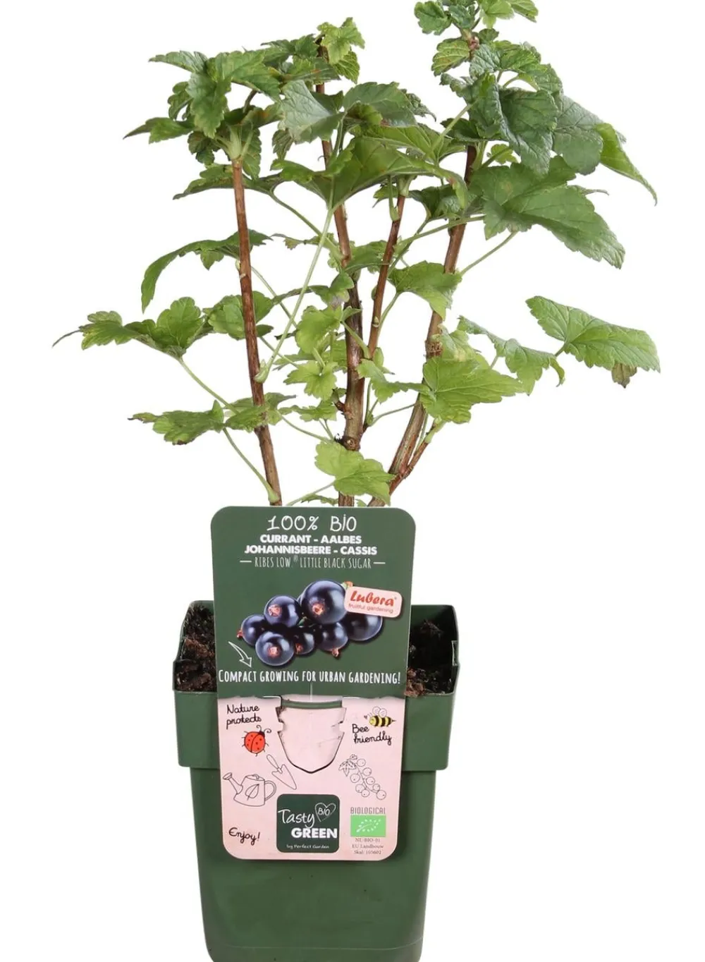 Dehner Bio Bio-Obststräucher|Stachel- & Johannisbeeren - Bio e Johannisbeere 'Low Little Black Sugar®' Schwarz