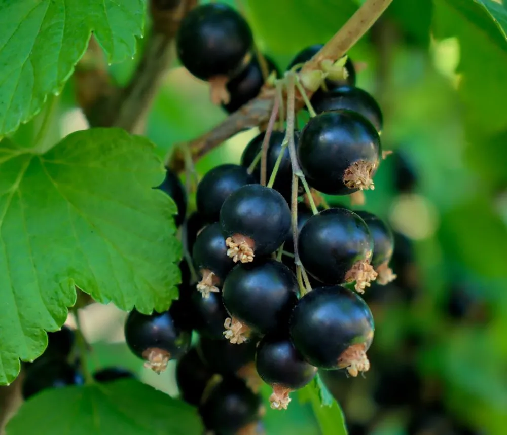 Dehner Bio Bio-Obststräucher > Bio e Johannisbeer 'Titania'