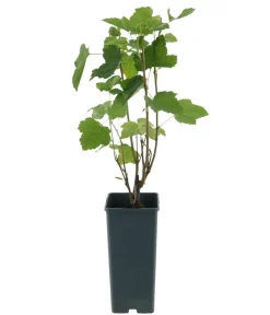 Dehner Bio Bio-Obststräucher > Bio e Johannisbeer 'Titania'