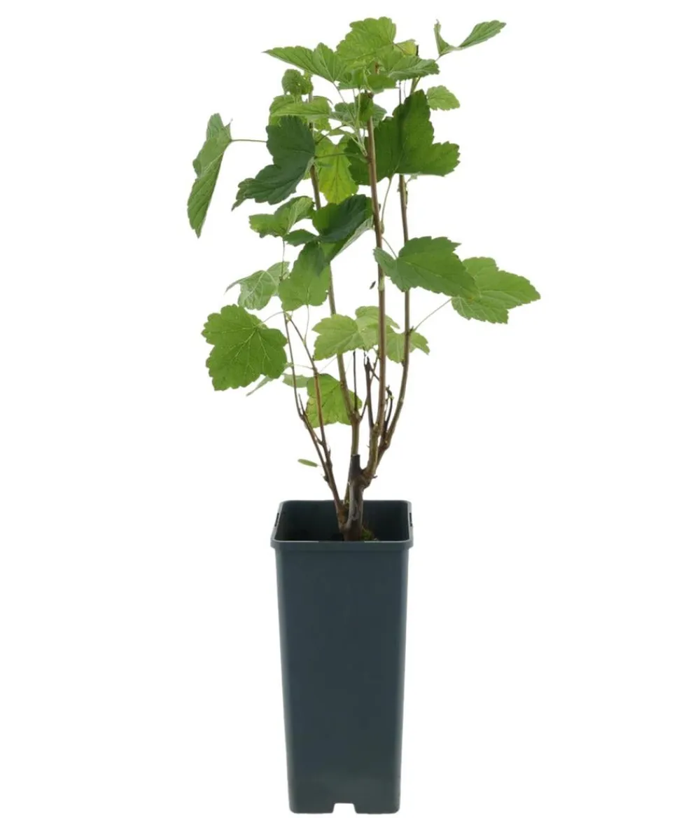Dehner Bio Bio-Obststräucher > Bio e Johannisbeer 'Titania'
