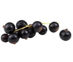 Dehner Bio Bio-Obststräucher > Bio e Johannisbeer 'Titania'