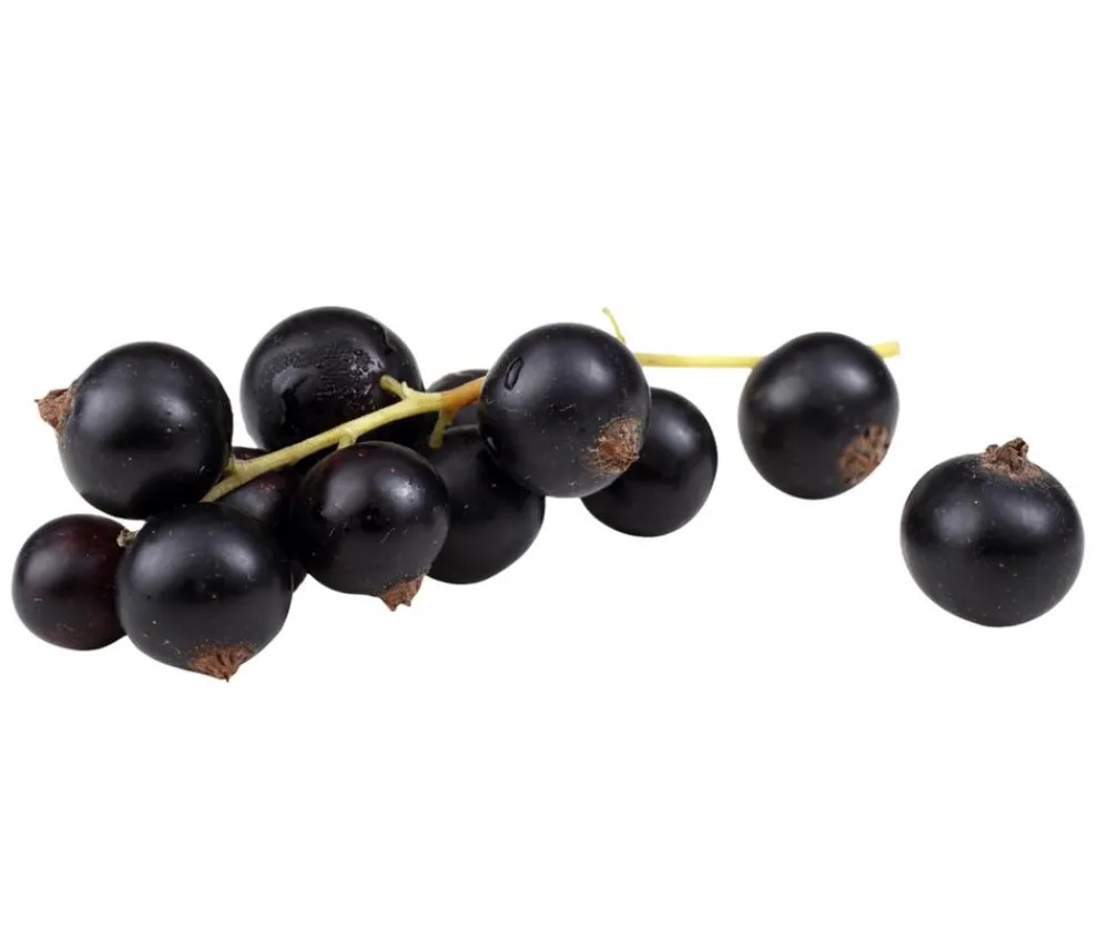 Dehner Bio Bio-Obststräucher > Bio e Johannisbeer 'Titania'