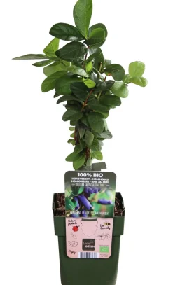 Dehner Bio Weinreben & Gartenobst|Bio-Obststräucher - Bio Sibirische Blaubeere 'Duet' Dunkelblau