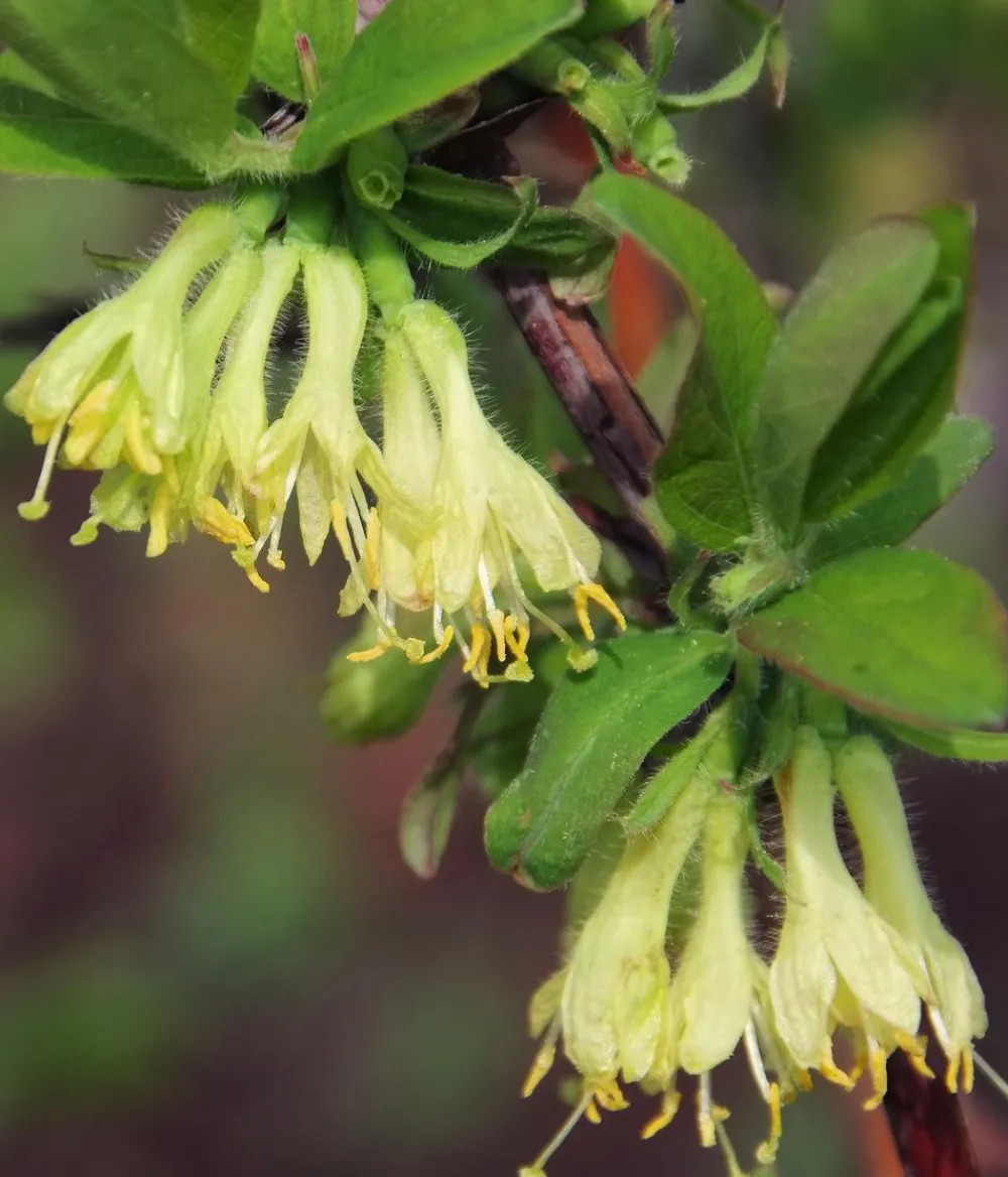 Dehner Bio Weinreben & Gartenobst|Bio-Obststräucher - Bio Sibirische Blaubeere 'Duet' Dunkelblau