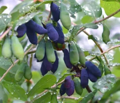 Dehner Bio Weinreben & Gartenobst|Bio-Obststräucher - Bio Sibirische Blaubeere 'Duet' Dunkelblau