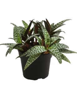Bioland Bio stern - Ledebouria socialis