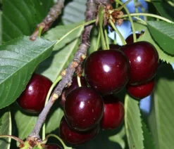 Dehner Bio Obstbäume|Kirschbäume - Bio Süßkirsche 'Hedelfinger Riesenkirsche' Dunkelrot