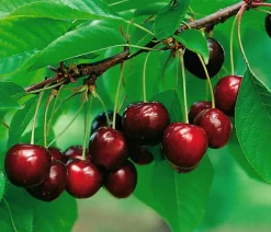 Dehner Bio Obstbäume|Kirschbäume - Bio Süßkirsche 'Schneiders Späte Knorpelkirsche' Dunkelrot