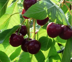 Dehner Bio Obstbäume|Kirschbäume > Bio Süßkirsche 'Stella'