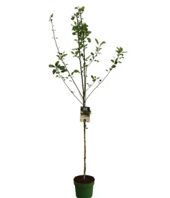 Dehner Bio Bio Sommerapfel 'James Grieve' Rot