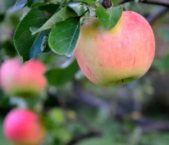 Dehner Bio Bio Sommerapfel 'James Grieve' Rot