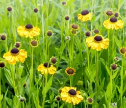 Dehner Bio Bio Sonnenbraut, Gelb Discount