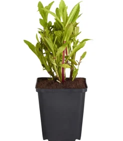 Dehner Bio Bio Sonnenbraut, Gelb Discount