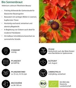 Dehner Bio Bio Sonnenbraut 'Moerheim Beauty' Discount