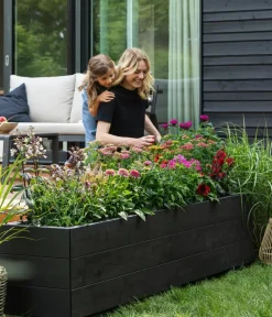 Dehner Bio Sommerstauden|Bio Stauden > Bio Sonnenhut