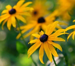 Dehner Bio Sommerstauden|Bio Stauden - Bio Sonnenhut 'Goldsturm' Gelb