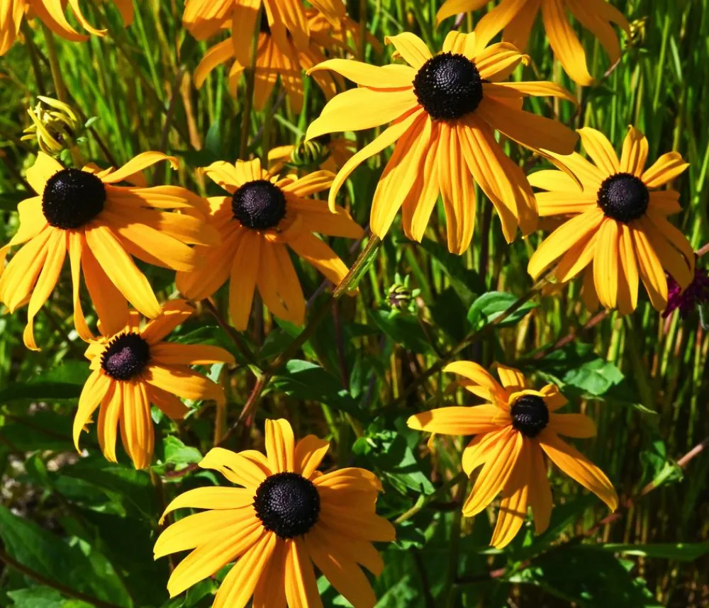 Dehner Bio Sommerstauden|Bio Stauden - Bio Sonnenhut 'Goldsturm' Gelb