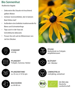 Dehner Bio Sommerstauden|Bio Stauden - Bio Sonnenhut 'Goldsturm' Gelb