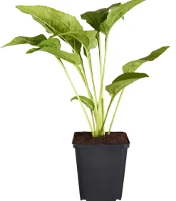 Dehner Bio Sommerstauden|Bio Stauden > Bio Sonnenhut,