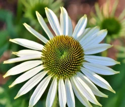 Dehner Bio Sommerstauden|Bio Stauden > Bio Sonnenhut,