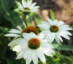 Dehner Bio Sommerstauden|Bio Stauden > Bio Sonnenhut,