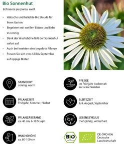 Dehner Bio Sommerstauden|Bio Stauden > Bio Sonnenhut,
