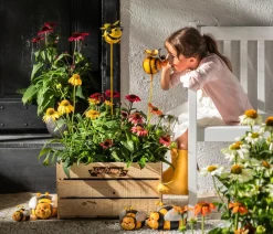 Dehner Bio Sommerstauden|Bio Stauden > Bio Sonnenhut,