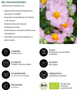 Dehner Bio Steingartenstauden|Bio Stauden - Bio Sonnenröschen, rosa Pink