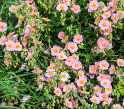 Dehner Bio Steingartenstauden|Bio Stauden - Bio Sonnenröschen, rosa Pink