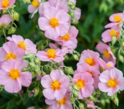Dehner Bio Steingartenstauden|Bio Stauden - Bio Sonnenröschen, rosa Pink