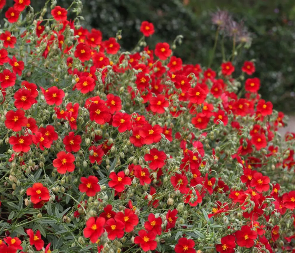 Dehner Bio Steingartenstauden|Bio Stauden > Bio Sonnenröschen,