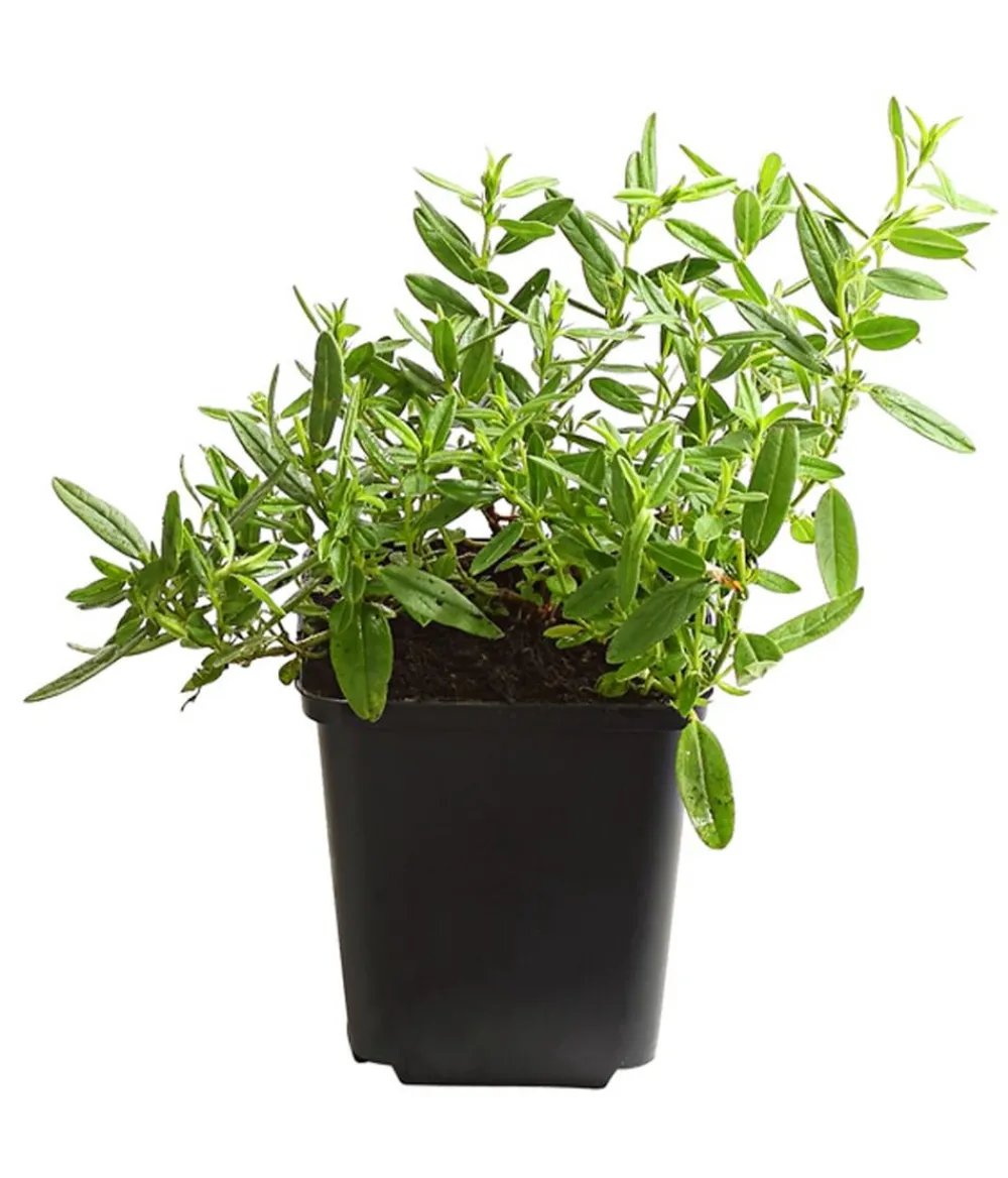 Dehner Bio Steingartenstauden|Bio Stauden > Bio Sonnenröschen,