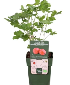Dehner Bio Bio Stachelbeere 'Captivator' Rot Discount
