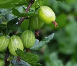 Dehner Bio Bio-Obststräucher|Stachel- & Johannisbeeren - Bio Stachelbeere 'Easycrisp® Lady Sun®' Gelb