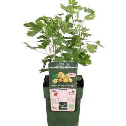 Dehner Bio Bio-Obststräucher|Stachel- & Johannisbeeren - Bio Stachelbeere 'Easycrisp® Lady Sun®' Gelb