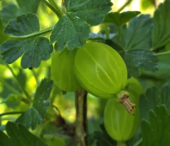 Dehner Bio Bio-Obststräucher|Stachel- & Johannisbeeren - Bio Stachelbeere 'Easycrisp® Lady Sun®' Gelb