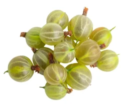 Dehner Bio Bio-Obststräucher > Bio Stachelbeere 'Hinnonmäki',