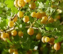 Dehner Bio Bio-Obststräucher > Bio Stachelbeere 'Hinnonmäki',