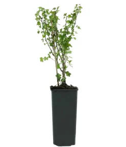 Dehner Bio Bio Stachelbeere 'Mucurines' Outlet