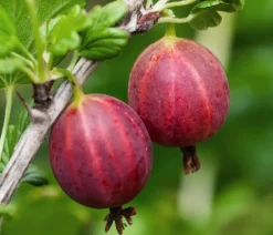 Dehner Bio Bio Stachelbeere 'Spinefree' Hellrot Sale