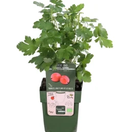 Dehner Bio Bio Stachelbeere 'Spinefree' Hellrot Sale