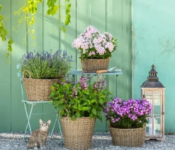 Dehner Bio Bio Stauden-Phlox, rosa Pink Sale